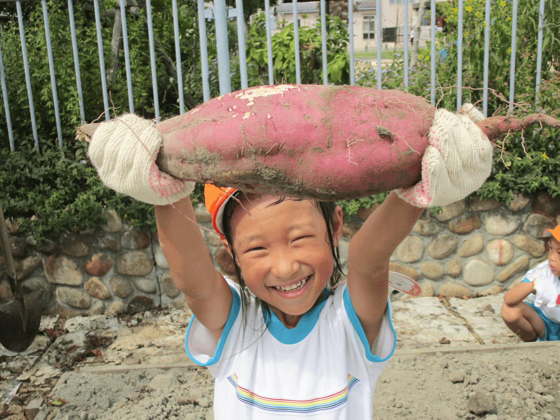 芋を持ち上げている園児